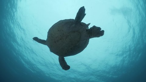 A silhouette of a large sea turtle as it swims towards the blue ocean surface. Unique underwater view