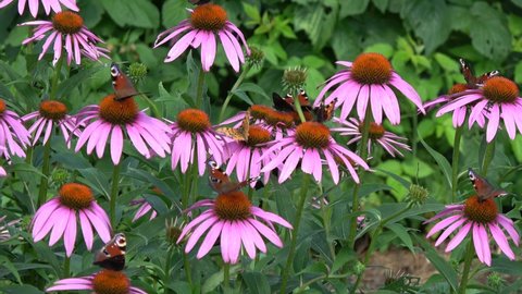 Blossoming coneflowers Echinacea purpurea and many summer time butterflies