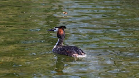Great Crested Grebe, Podiceps cristatus with beautiful orange colors, a water bird with red eyes. It is the largest member of the grebe family found in the Old World.