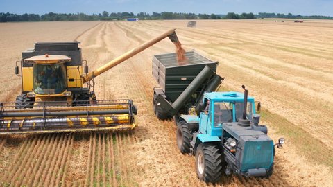 KYIV, UKRAINE - August 2021: Combine harvesting on the field of yellow cereals. Farmland wheat harvesting by big combine.