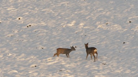 Wild Animal Roe Deer With Orange Fur Grazing on Snow Field Winter Nature. Wild Little Fawn in Nature. Cute Funny Fawn in Snow Winter. Roe Deer, Capreolus, Doe Feeding and Looking Around on Meadow.