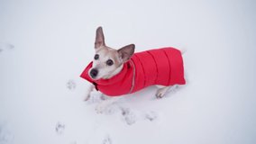 Active small dog in a red jacket runs in a circle and looks up. Happy winter snow time. Slow motion video footage. Adorable pet Jack Russell terrier ready to play looking excited  