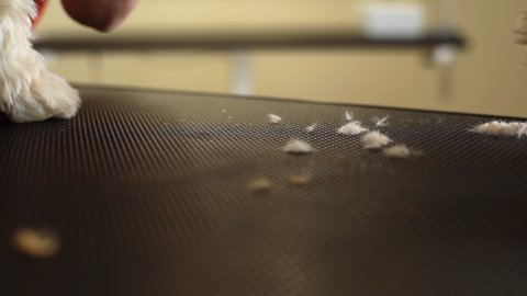 Close-up hair of dog clippings falling on table during cutting fluffy pet by hairdressing scissors in grooming salon. Closeup of clipped white puppy fur on black table. Shooting in slow motion.