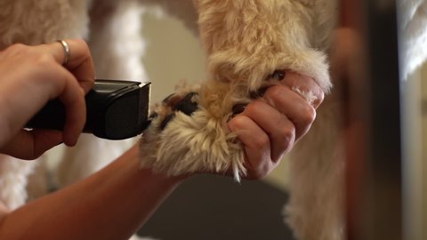 Close-up of professional female groomer cutting paw of purebred curly dog Labradoodle by electric trimmer for animals at table in grooming salon. Woman pet hairdresser doing hairstyle, slow motion.