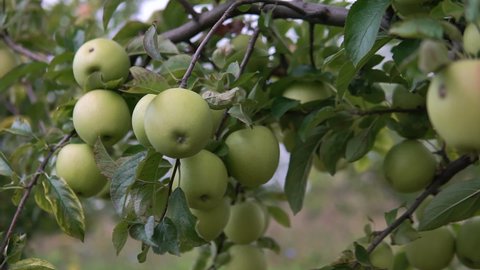 apples in the apple orchard. orchard tree branches.Fruits, apple trees .