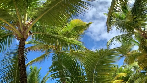 Palm trees are one of the symbols of the Dominican Republic. Palm trees are ornamental plants, and the fruits of coconut and banana palms are an important food product.	
