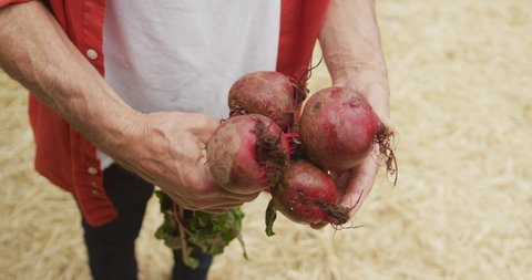 Senior caucasian man holding and inspecting fresh beetroots in garden. active retirement and healthy outdoor lifestyle.