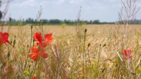 Papaver rhoeas, common poppy,corn poppy, corn rose, field poppy, flanders poppy, red poppy in agricultural fields on summer day 