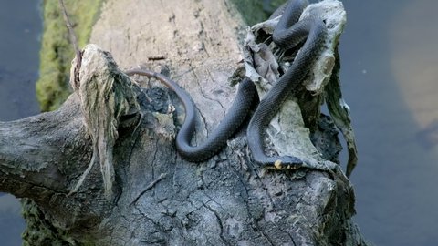 Water snake. Common European adder (Vipera berus), sitting on stone near river