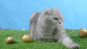 easter cat sits on green grass with eggs. Pet. Porky cat Scottish fold. Easter painted eggs. Green grass blue sky. Search for eggs. Easter celebration. Happy easter