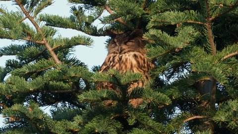 Eurasian eagle-owl - Bubo bubo species of eagle-owl in much of Eurasia, bird has distinctive ear tufts, wings and tail are barred. Owl sitting in the windy day on the top of the green conifer.