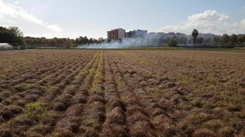 Burning of dry grass and tops from the crop after seasonal harvesting