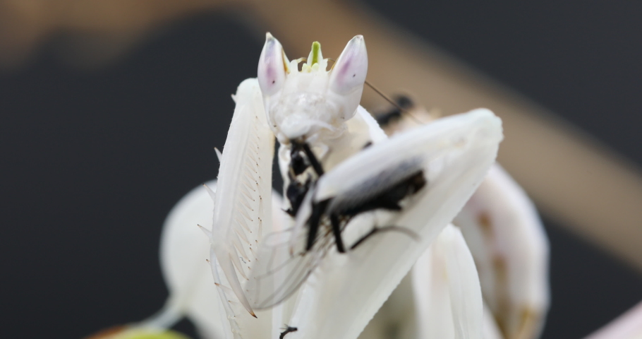 A detailed close up of a female Orchid Praying Mantis feeding on a Green Bottle fly. Royalty-Free Stock Footage #1086710252