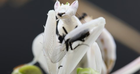 A detailed close up of a female Orchid Praying Mantis feeding on a Green Bottle fly.