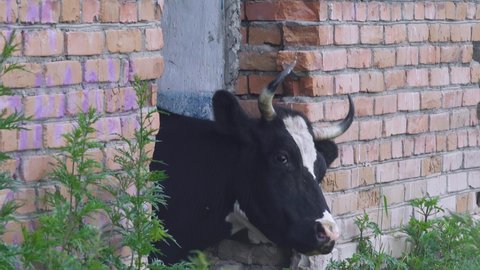A cow has climbed into an abandoned house and is looking out the window - glance out of the window - stupid brute doesn't know how to get out