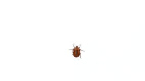 A specimen of graphosoma lineatum, small beetle with red lines, video on white on black background