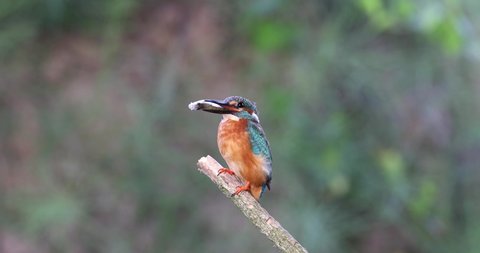 The common kingfisher (Alcedo atthis) sitting on the branch with fish for its babies. Beuatifull bird with prey for his chicks in windy weather