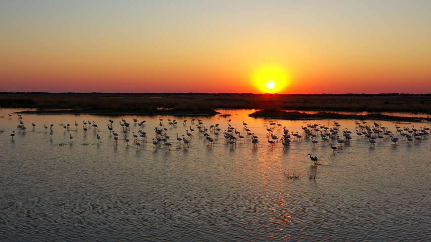 Flamingo Flock Flying At Sunset Royalty-Free Stock Footage #1086715565