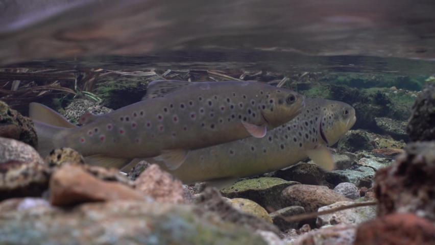 Pair of brown trout (Salmo trutta fario) are preparing to spawn. Then sneaky small male trout is trying to fertilize eggs. Royalty-Free Stock Footage #1086716486