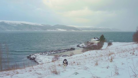 Alaskan Malamute Running On The Snowy Hill At Winter. - static
