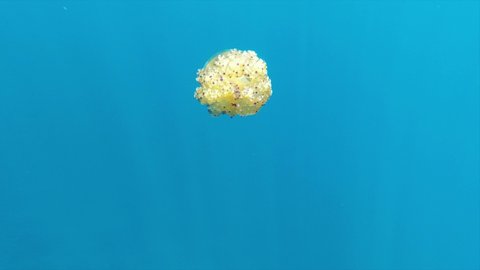 Fried egg jellyfish Cotylorhiza tuberculata swimming in Mediterranean Sea