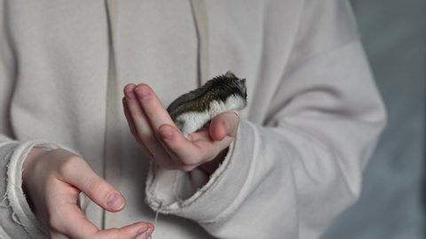 Girl is holding hamster in her hands. Child's hands with a hamster close up, selective focus. Taken from hand. High quality 4k footage