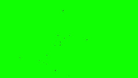 Green background. Chromakey. 4k. A huge flock of migratory birds for compositing. Real birds Chromakey