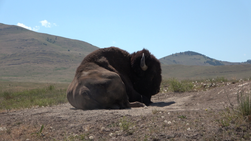 American buffalo, bison resting peacefully on the ground in the Badlands National Park	