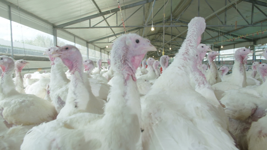 Turkeys are walking in the henhouse