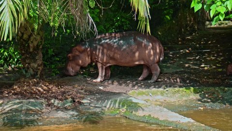 Wild African hippopotamus stands in nature on the ground with forest on the background