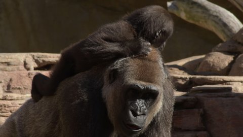 Gorilla mom with a gorilla baby in her back in a zoo