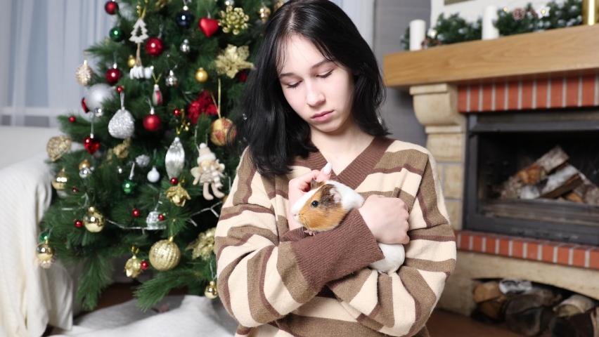 Cute guinea pig in the girl
