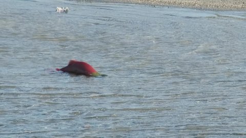 Spawning sockeye salmon - Oncorhynchus nerka in river, Kamchatka