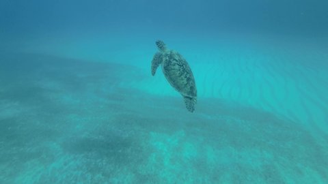 Slow motion, Sea turtle swims in the blue water to up, takes a breath and lies under surface of water. Green Sea Turtle (Chelonia mydas), Red Sea, Egypt