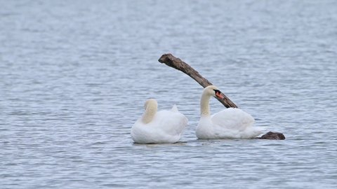 Mute swans (Cygnus olor) couple, preening their feathers at blue water.