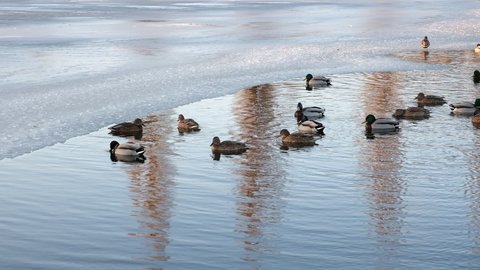 Flock of wild mallard ducks swims between the ice in the freezing lake. Many wild ducks swim in the winter lake. Few wild birds in the water.