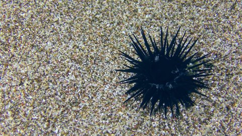 Black Sea Urchin (Arbacia lixula) on the sandy seabed slowly moves its needles.