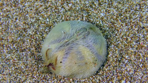 Common heart urchin or Echinocardium mediterraneum (Echinocardium cordatum) buries in the sandy bottom, top view.
