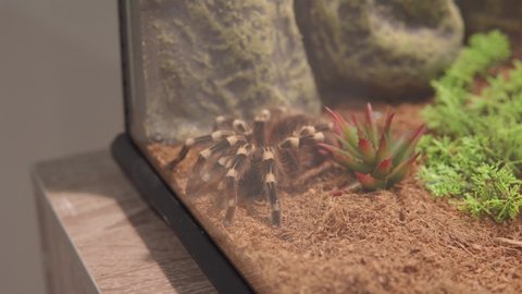 The Brazilian white-knee tarantula Acanthoscurria geniculata. Close up view of domestic, dangerous exotic spider in terrarium, risky situation. Keeping at home an exotic animal. 4k high quality