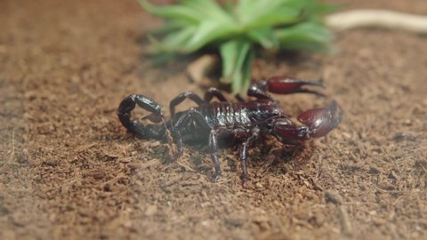 Asian black scorpion Heterometrus petersi crawls through the terratirum in the zoo or in the house. Keeping exotic animals at home. Dangerous poisonous pets. High quality 4k footage.