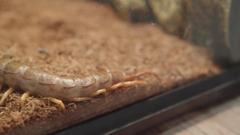 Peruvian giant yellow-leg centipede or Amazonian giant centipede in the terratirum as an exotic poisonous pet or in a zoo. Keeping scolopendra gigantea at home. High quality 4k footage.