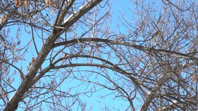 Close-up view 4k stock video footage of cute small tiny red belly snowbirds sitting on bare branches on winter trees isolated on clear sunny blue sky background