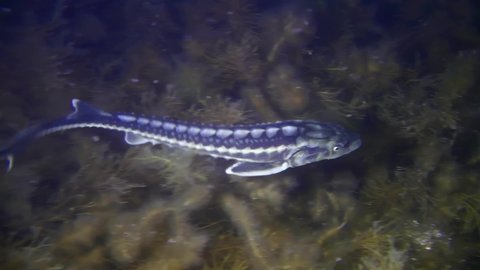 Azov-Black sea sturgeon or Russian sturgeon (Acipenser gueldenstaedtii) swims in front of a kelp-covered bottom before leaving the frame, medium shot, top view.