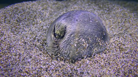 Sea life: Common heart urchin or Echinocardium mediterraneum (Echinocardium cordatum) buries in the sandy bottom.