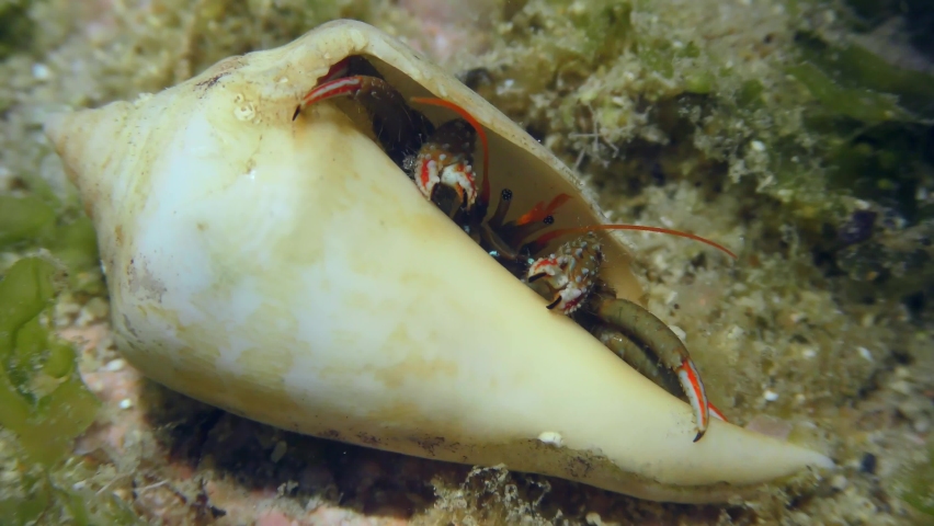 Hermit crab (Clibanarius erythropus) settles in the shells of various gastropods, crayfish in the shell of Cone snail in shallow water. Mediterranean.