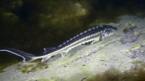 The camera follows the Russian sturgeon or Danube sturgeon (Acipenser gueldenstaedtii) as it swims over a rocky bottom covered in algae.