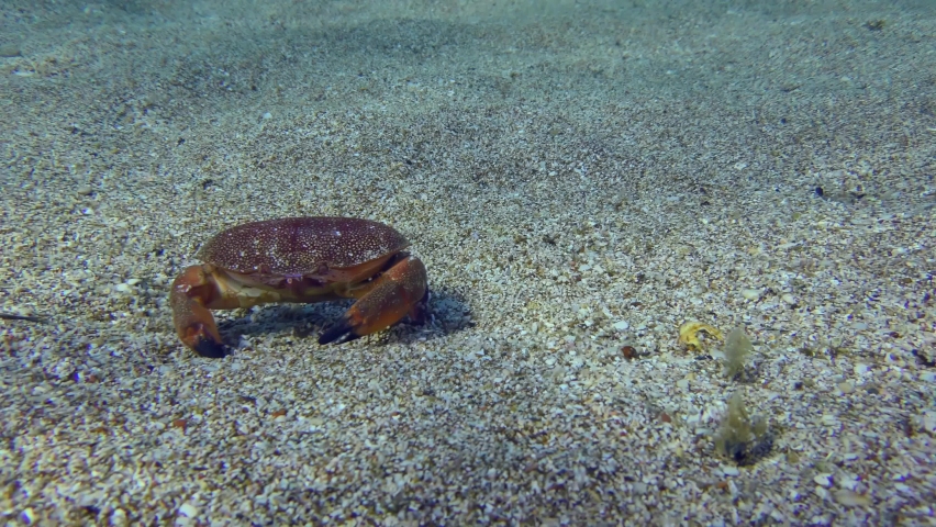 Lessepsian Mediterranean Crab or Red egg crab slowly crawls on the seabed, then leaves frame. Mediterranean. Greece. Royalty-Free Stock Footage #1086736862