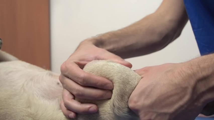 Vet therapist massage pug dog on the mat. Rehabilitation treatment and care of pets after injuries. relieving pain and cramps in joints | Shutterstock HD Video #1086739649