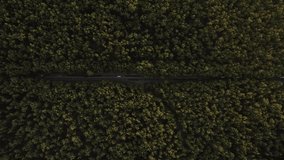Pull back view of an asphalt road located in between forest area. Top down view of many vehicles while driving through the road. Cinematic drone video in 4K