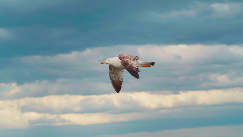 Seagull flying across the wide blue sea. Beautiful marine landcape with birds. Movement and flight of seagulls.